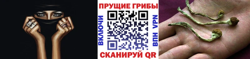 Галлюциногенные грибы Psilocybine cubensis mega сайт Дрезна